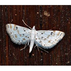 /filer/webapps/moths/media/images/S/stagnalis_Parapoynx_A_Roland_01.jpg