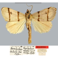/filer/webapps/moths/media/images/T/talacai_Paralephana_HT_MNHN.jpg