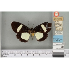 /filer/webapps/moths/media/images/S/simplex_Rothia_ST_BMNHa.jpg