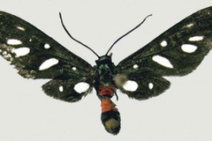 Amata phaeobasis