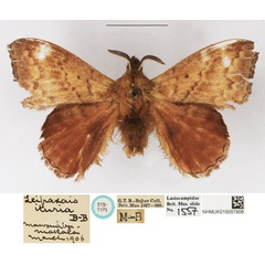 /filer/webapps/moths/media/images/I/ituria_Leipoxais_STM_NHMUK.jpg