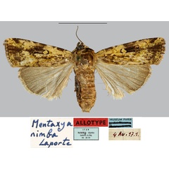 /filer/webapps/moths/media/images/N/nimba_Mentaxya_AT_MNHNa.jpg