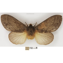 /filer/webapps/moths/media/images/A/anagnostarai_Beriola_AF_NHMUK_02.jpg