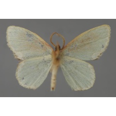 /filer/webapps/moths/media/images/T/tornata_Heterorachis_A_ZSM_02.jpg