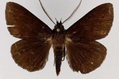 Platyja vacillans