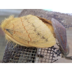 /filer/webapps/moths/media/images/P/pyriphlecta_Chrysopsyche_A_Ervine_01.jpg