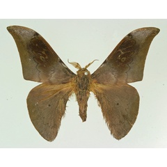 /filer/webapps/moths/media/images/U/umbrulatum_Orthogonioptilum_PT_Basquin.jpg