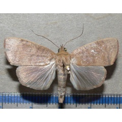 /filer/webapps/moths/media/images/P/phaea_Maurilia_A_Goff_03.jpg