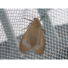 /filer/webapps/moths/media/images/P/puella_invidua_Amerila_A_Goff_02.jpg