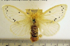 Euproctis hargreavesi