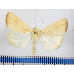 /filer/webapps/moths/media/images/D/dinarodes_Pardoxia_A_MGCLa_01.JPG