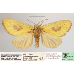 /filer/webapps/moths/media/images/C/consanguina_Antheua_A_MGCLa_01.JPG