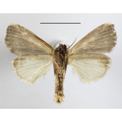 /filer/webapps/moths/media/images/S/semipallida_Aspidifrontia_A_MGCLb_01.JPG
