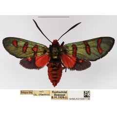 /filer/webapps/moths/media/images/E/erythropyga_Arniocera_AF_NHMUK_02.jpg