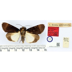 /filer/webapps/moths/media/images/B/bipunctata_Audea_LT_BMNH.jpg