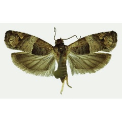 /filer/webapps/moths/media/images/P/plumbea_Icelita_HT_Karisch.jpg
