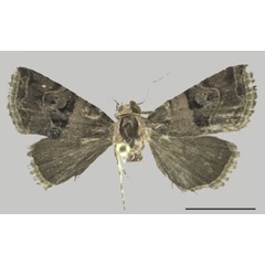 /filer/webapps/moths/media/images/N/negrottoi_Ozarba_AF_ZMJU.jpg