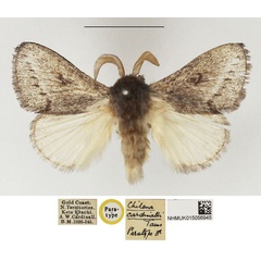 /filer/webapps/moths/media/images/C/cardinalli_Chilena_PTM_NHMUK_02.jpg