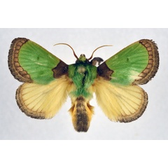/filer/webapps/moths/media/images/V/vivida_Latoia_AM_NHMO.jpg