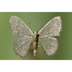 /filer/webapps/moths/media/images/A/albistrigulata_Chlorissa_A_Butler.jpg