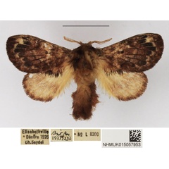 /filer/webapps/moths/media/images/A/axiologa_Diapalpus_AM_NHMUK_02.jpg