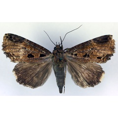 /filer/webapps/moths/media/images/S/subsignata_Ercheia_A_RMCA_05.jpg