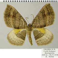 /filer/webapps/moths/media/images/P/polydora_Asthenotricha_AM_ZSMa.jpg