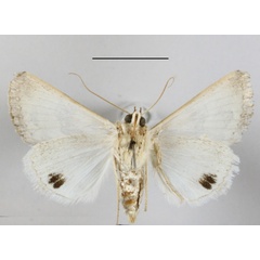 /filer/webapps/moths/media/images/S/spilota_Anumeta_A_MGCLb_02.JPG