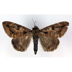 /filer/webapps/moths/media/images/A/atrimacula_Achaea_A_RMCA.jpg