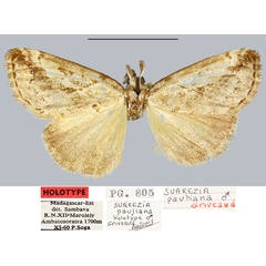 /filer/webapps/moths/media/images/P/pauliani_Salvatgea_HT_MNHN.jpg