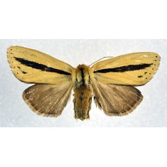 /filer/webapps/moths/media/images/S/strigata_Bisolita_AF_NHMO.jpg