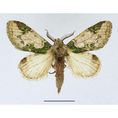 /filer/webapps/moths/media/images/V/varia_Desmeocraera_AM_Basquin_01.jpg