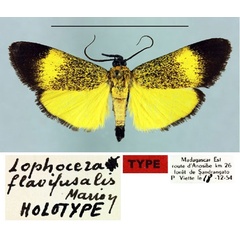 /filer/webapps/moths/media/images/F/flavifusalis_Lophocera_HT_MNHN.jpg