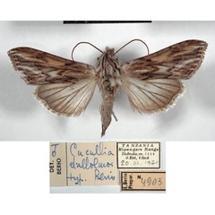 /filer/webapps/moths/media/images/D/dallolmoi_Cucullia_HT_MSNM.jpg