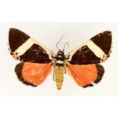 /filer/webapps/moths/media/images/E/euclidica_Colbusa_AM_TMSA_02.jpg