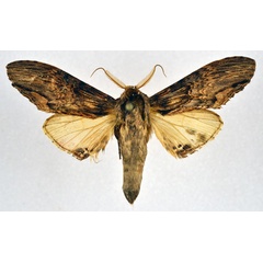 /filer/webapps/moths/media/images/C/centralis_Atrasana_AM_NHMO.jpg