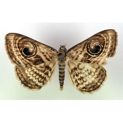 /filer/webapps/moths/media/images/A/appollina_Calliodes_A_RMCA.jpg
