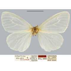 /filer/webapps/moths/media/images/A/albipes_Collenetema_AT_MNHN.jpg