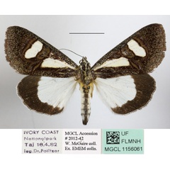 /filer/webapps/moths/media/images/T/trimenii_Agoma_A_MGCLa_01.JPG