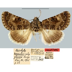/filer/webapps/moths/media/images/G/gloriosa_Acrobyla_HT_MNHN.jpg