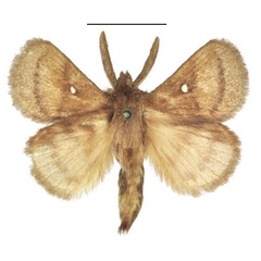 /filer/webapps/moths/media/images/R/reducta_Euwallengrenia_AM_ANHRT.jpg