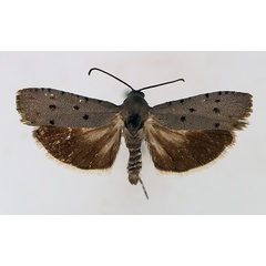 /filer/webapps/moths/media/images/P/punctata_Phycodes_AM_TMSA.jpg