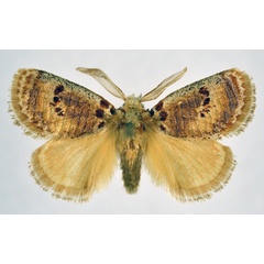 /filer/webapps/moths/media/images/S/sulcata_Lepidorytis_AM_NHMO.jpg