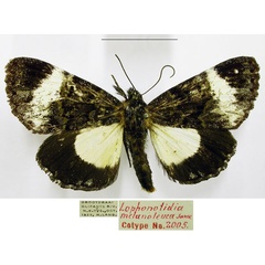/filer/webapps/moths/media/images/M/melanoleuca_Lophonotidia_PTM_TMSA.jpg