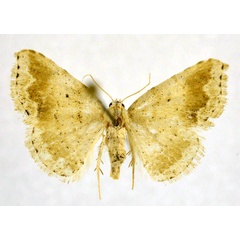 /filer/webapps/moths/media/images/C/chlorozonea_Eublemmistis_A_NHMO.jpg