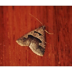 /filer/webapps/moths/media/images/P/plumipes_Anoba_A_Roland_01.jpg