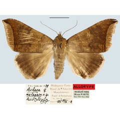 /filer/webapps/moths/media/images/M/malagasy_Achaea_AT_MNHN.jpg