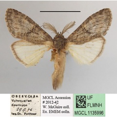 /filer/webapps/moths/media/images/V/viridescens_Pararhenea_A_MGCLa_01.JPG