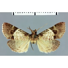 /filer/webapps/moths/media/images/X/xyridotalis_Megarthria_HT_MNHN.jpg