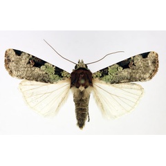 /filer/webapps/moths/media/images/I/ignicollis_Mentaxya_AM_Aulombard.jpg